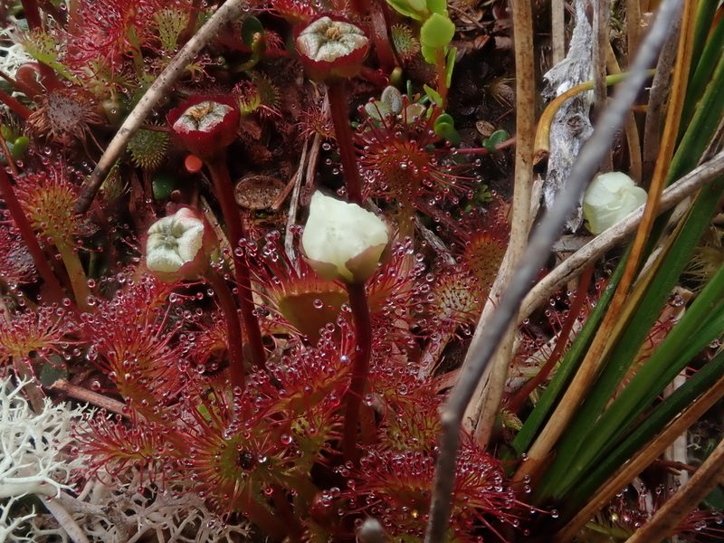 Drosera uniflora, photographed by Nolan Exe