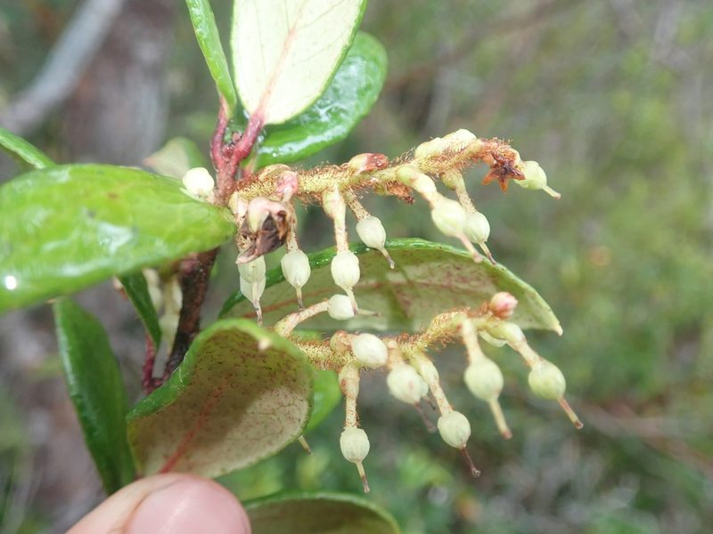 Gaultheria insana, photographed by Nolan Exe