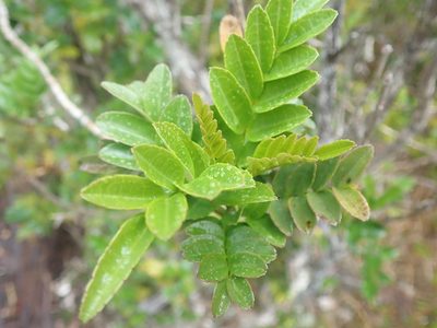 Campsidium valdivianum, photographed by Nolan Exe