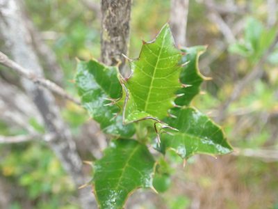Desfontainia fulgens, photographed by Nolan Exe