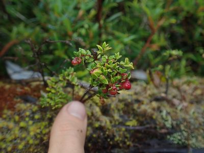 Gaultheria antarctica, photographed by Nolan Exe