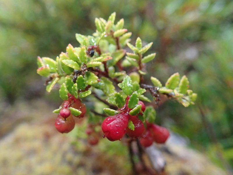 Gaultheria antarctica, photographed by Nolan Exe