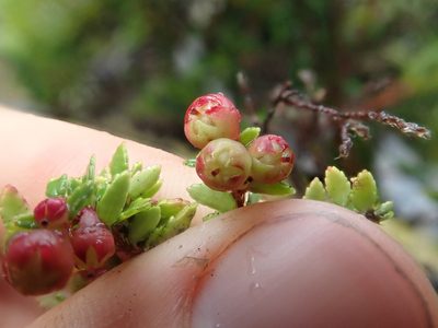Gaultheria antarctica, photographed by Nolan Exe