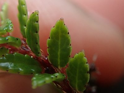 Gaultheria antarctica, photographed by Nolan Exe