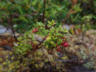 Gaultheria antarctica, photographed by Nolan Exe