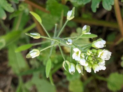 Tomostima platycarpa, photographed by Alison Northup