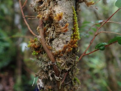 Luzuriaga polyphylla, photographed by Nolan Exe