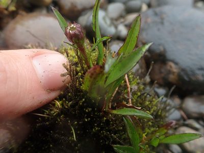 Symphyotrichum vahlii, photographed by Nolan Exe