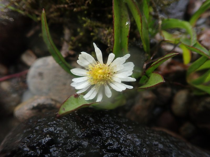 Symphyotrichum vahlii, photographed by Nolan Exe