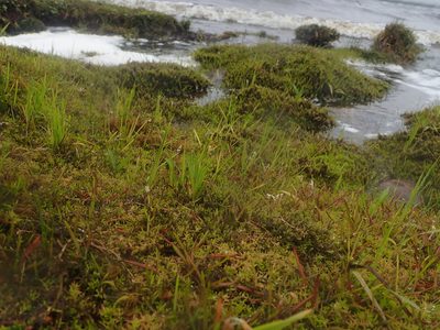 Symphyotrichum vahlii, photographed by Nolan Exe