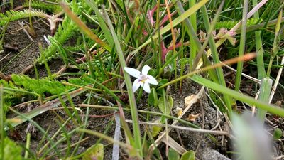 Lobelia oligophylla, photographed by Tabaré Barreto