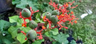 Jatropha podagrica, photographed by Ong Jyh Seng