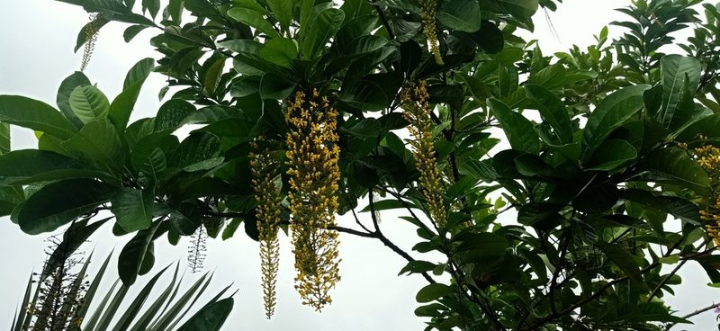 Spachea lactescens, photographed by Ong Jyh Seng