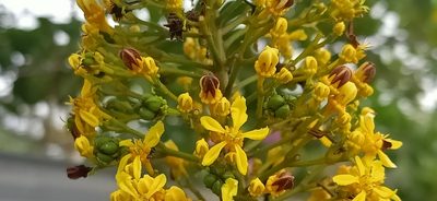 Spachea lactescens, photographed by Ong Jyh Seng