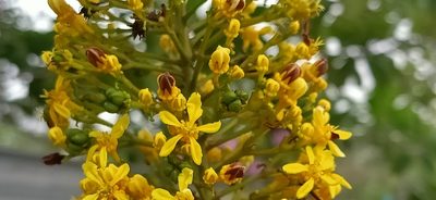 Spachea lactescens, photographed by Ong Jyh Seng