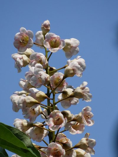 Bretschneidera sinensis, photographed by 葉子