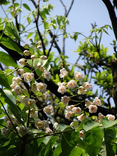 Bretschneidera sinensis, photographed by 葉子