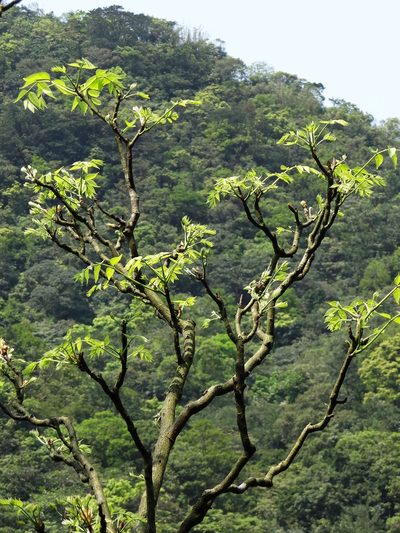 Bretschneidera sinensis, photographed by 葉子