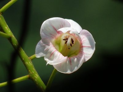 Bretschneidera sinensis, photographed by 葉子
