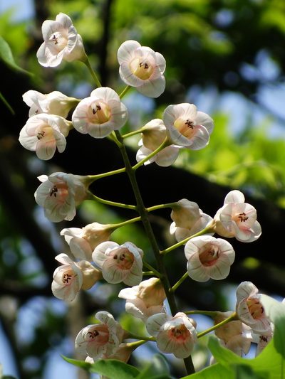 Bretschneidera sinensis, photographed by 葉子