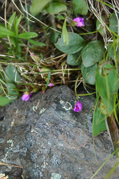 Claytonia ogilviensis, photographed by Syd Cannings