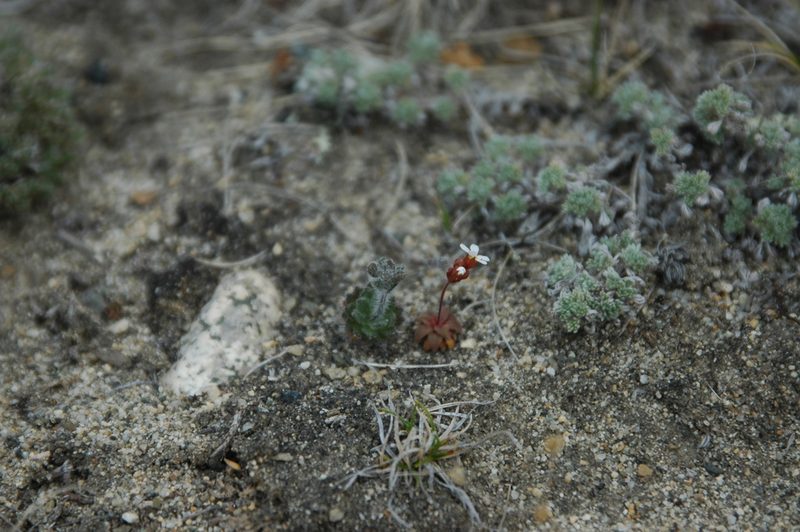 Draba yukonensis, photographed by Syd Cannings
