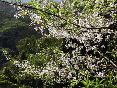 Prunus itosakura, photographed by 葉子