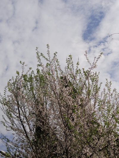 Prunus itosakura, photographed by 葉子