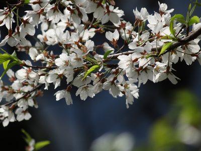 Prunus itosakura, photographed by 葉子