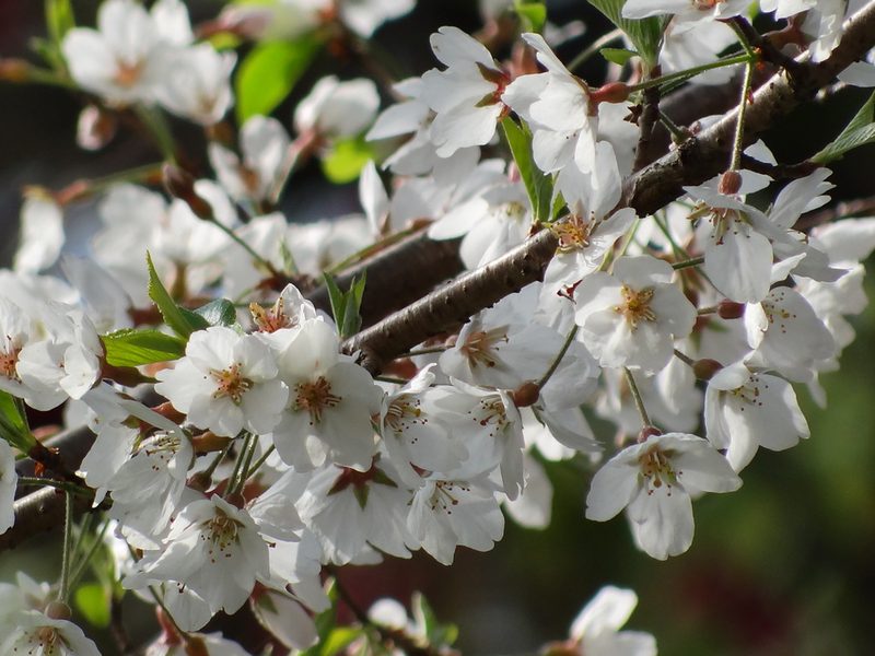 Prunus itosakura, photographed by 葉子