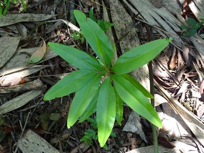 Helminthostachys zeylanica, photographed by 葉子