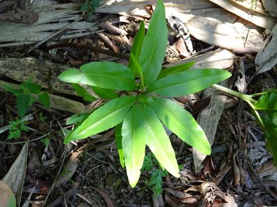 Helminthostachys zeylanica, photographed by 葉子