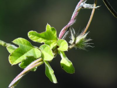 Macroptilium bracteatum, photographed by 葉子