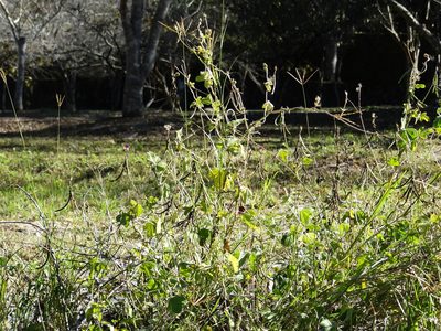 Macroptilium bracteatum, photographed by 葉子