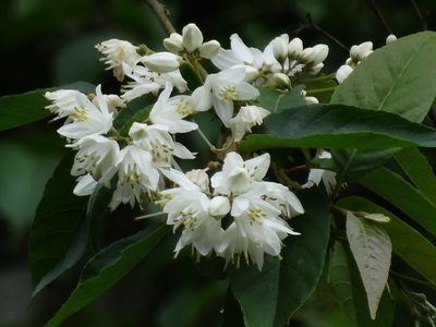 Alniphyllum pterospermum, photographed by 葉子