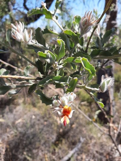 Jacksonia floribunda, photographed by T. Hammer