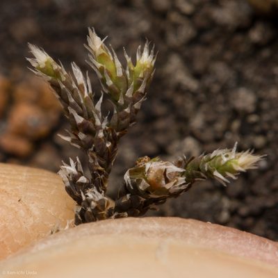 Hedwigia detonsa, photographed by Ken-ichi Ueda