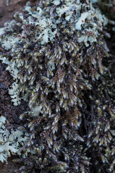 Hedwigia detonsa, photographed by Ken-ichi Ueda