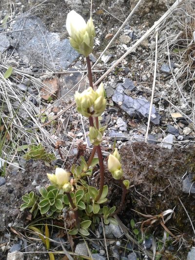 Gentianella impressinervia, photographed by Brett Sandford