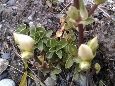 Gentianella impressinervia, photographed by Brett Sandford
