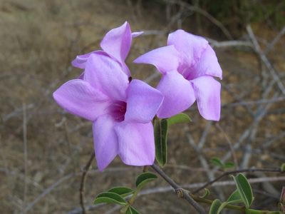 Cryptostegia madagascariensis, photographed by Micha Baum