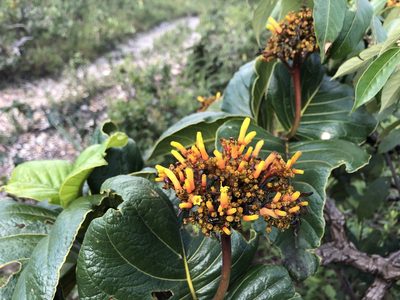 Palicourea rigida, photographed by James Hardcastle