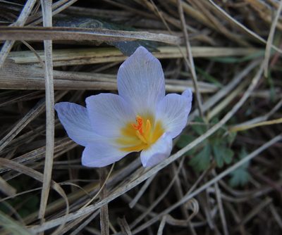 Crocus adamioides, photographed by katunchik