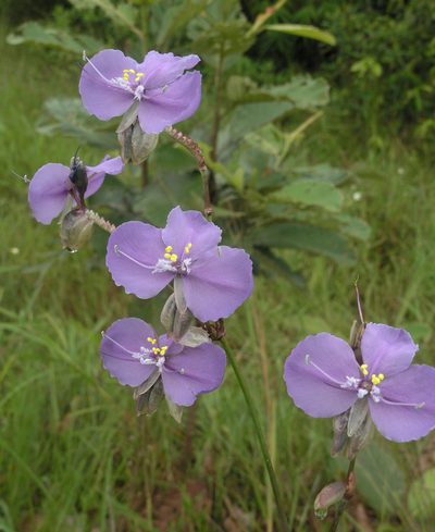 Murdannia macrocarpa, photographed by Oleg Kosterin