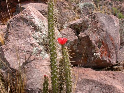 Corryocactus erectus, photographed by Sandra Keller