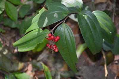 Maianthemum scilloideum, photographed by Neptalí Ramírez Marcial