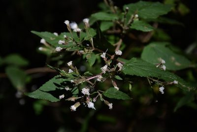 Ageratina mairetiana, photographed by Neptalí Ramírez Marcial
