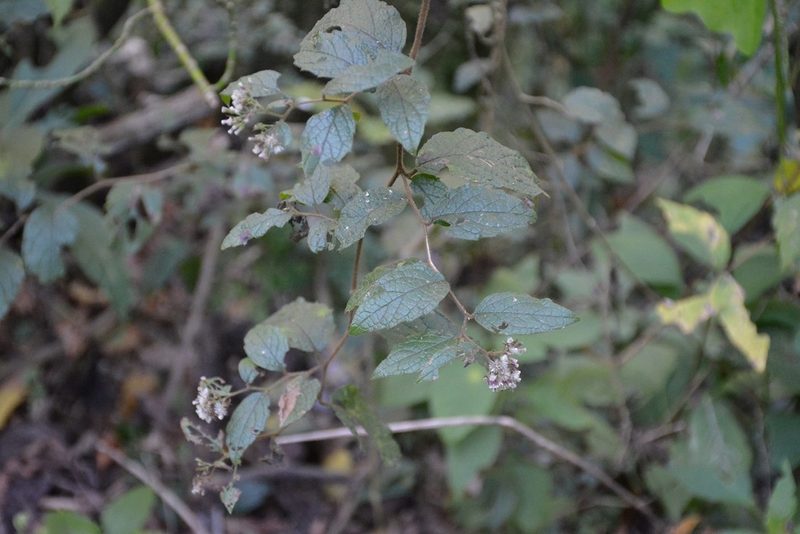 Archibaccharis schiedeana, photographed by Neptalí Ramírez Marcial