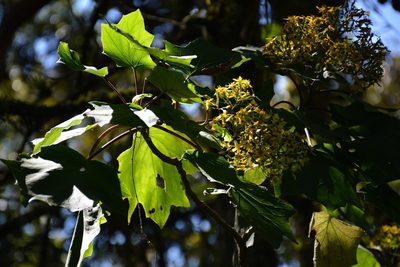Roldana cristobalensis, photographed by Neptalí Ramírez Marcial