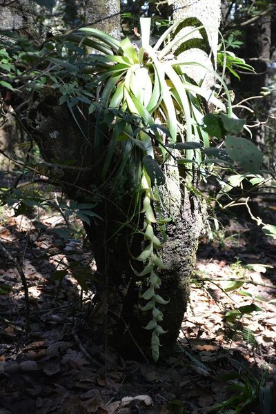 Tillandsia eizii, photographed by Neptalí Ramírez Marcial